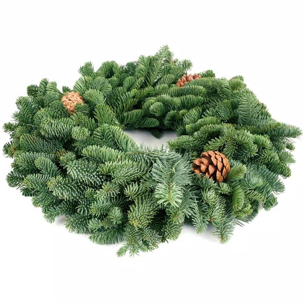 VAN ZYVERDEN 16 in. Live Fresh Cut Pacific Northwest Noble Fir Christmas Wreath with Pine Cones