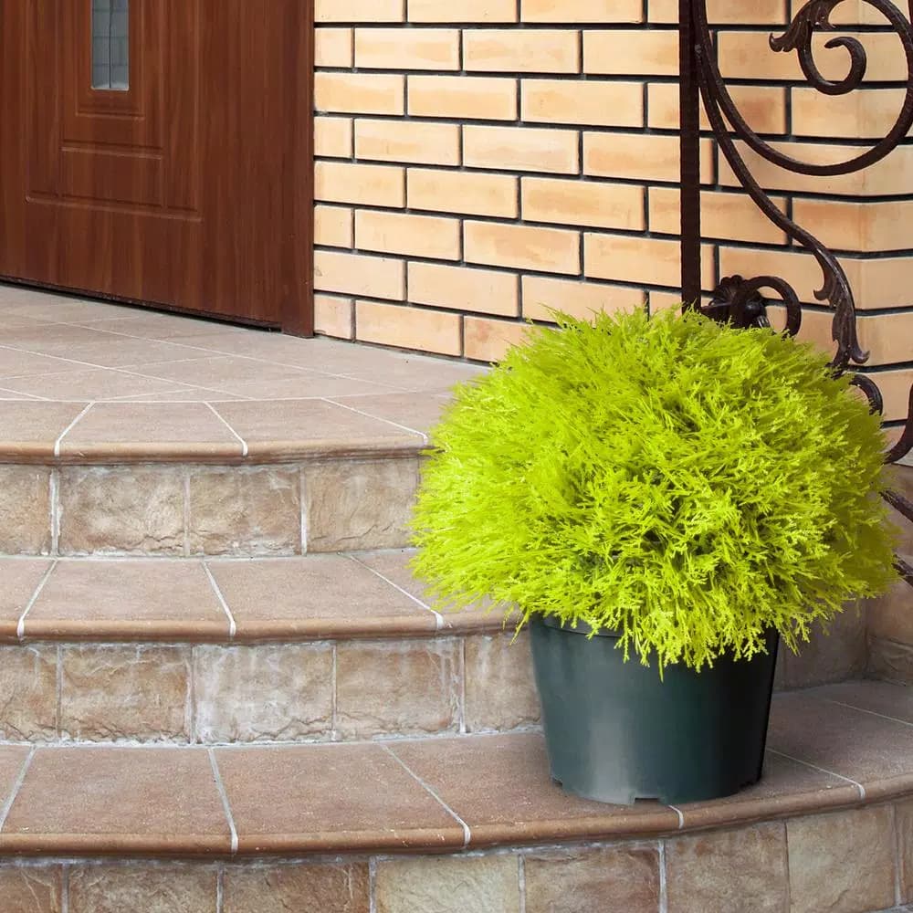 National Tree Company 15 in. Golden Juniper Bush with Green Pot - Artificial Evergreen Plant