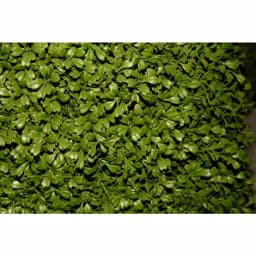 National Tree Company 3 ft. Artificial Boxwood Tree in Dark Green Round Plastic Urn thumbnail 2