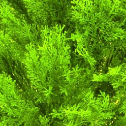 National Tree Company 15 in. Golden Juniper Bush with Green Pot - Artificial Evergreen Plant thumbnail 3