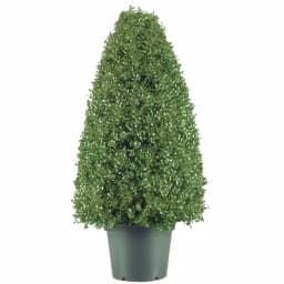 National Tree Company 30 in. Artificial Boxwood Tree in Dark Green Round Plastic Urn thumbnail 1