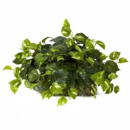 Nearly Natural 15in. Green Pothos Ledge Silk Plant - Indoor Artificial Bush thumbnail 1