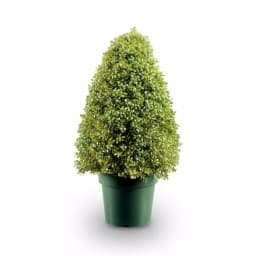 National Tree Company 3 ft. Artificial Boxwood Tree in Dark Green Round Plastic Urn thumbnail 1
