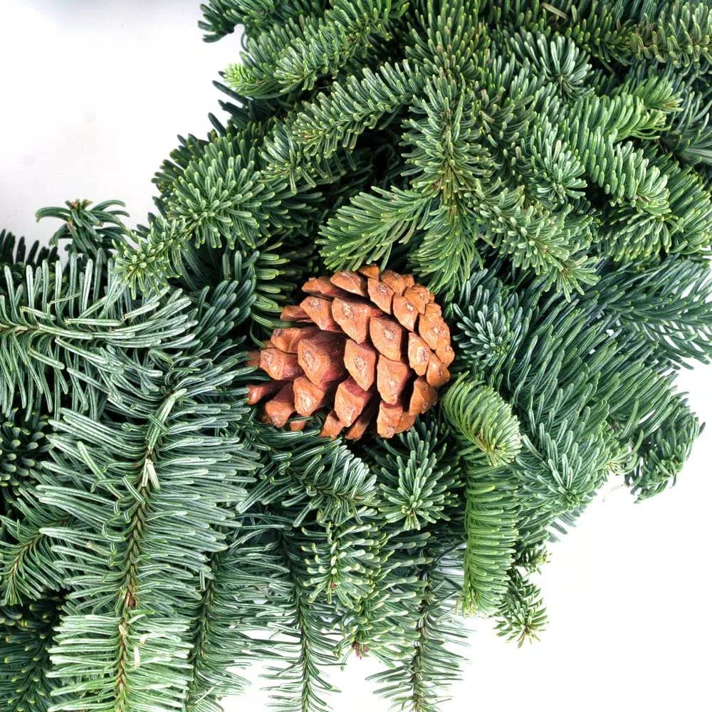 VAN ZYVERDEN 16 in. Live Fresh Cut Pacific Northwest Noble Fir Christmas Wreath with Pine Cones