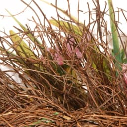 National Tree Company 21 in. Pink and White Tulip Flower Wreath with Greenery thumbnail 3