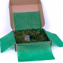 VAN ZYVERDEN 22 in. Live Fresh Cut Blue Ridge Mountain Boxwood Christmas Wreath thumbnail 5