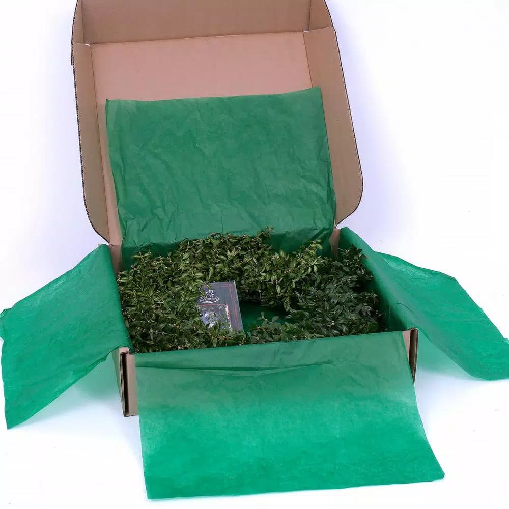 VAN ZYVERDEN 22 in. Live Fresh Cut Blue Ridge Mountain Boxwood Christmas Wreath