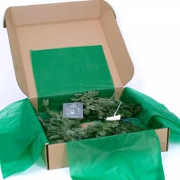 VAN ZYVERDEN 12 ft. Fresh Cut Blue Ridge Mountain Fraser Fir Coil Holiday Garland thumbnail 5