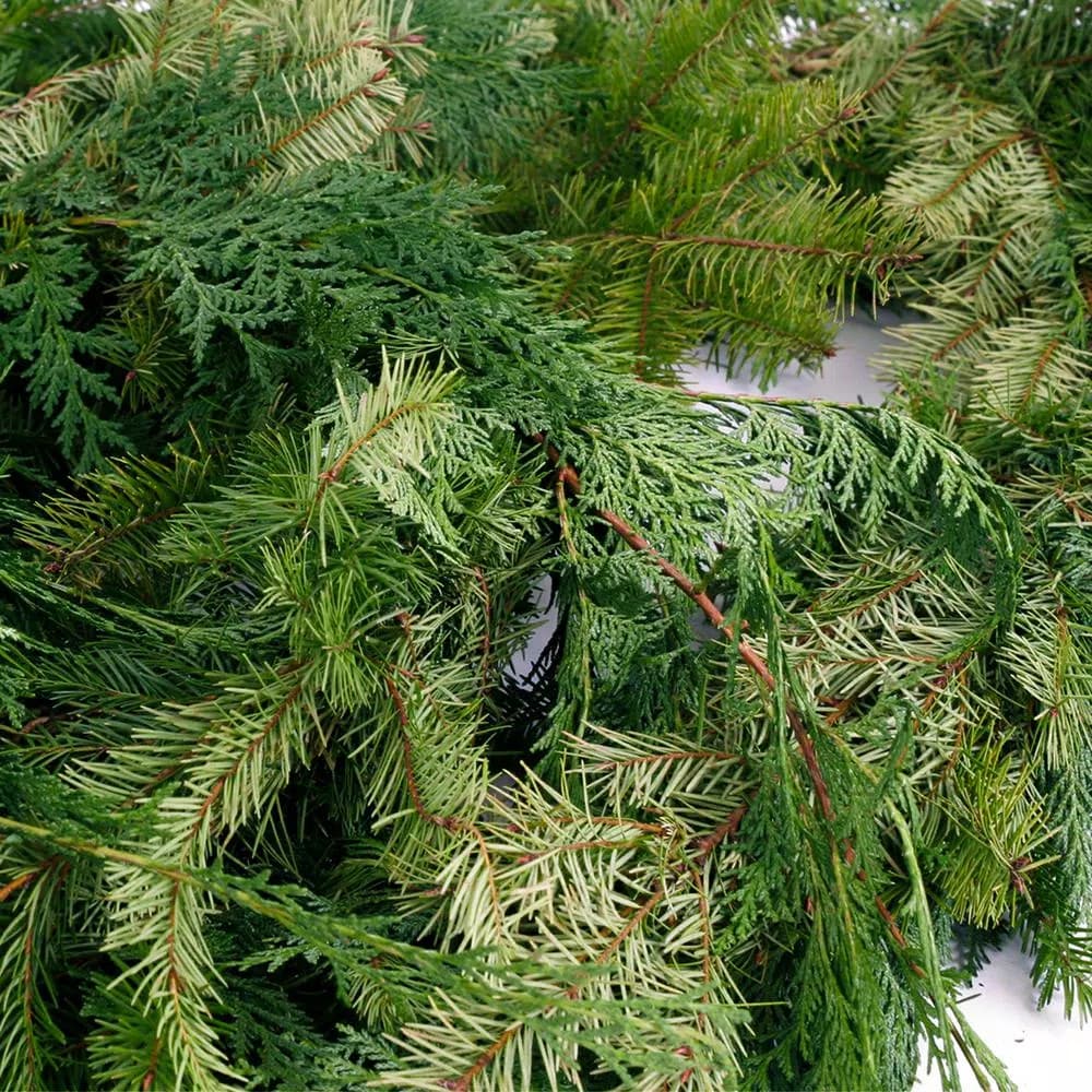 VAN ZYVERDEN 25 ft. Fresh Cut Pacific Northwest Douglas Fir and Western Red Cedar Mix Coil Garland