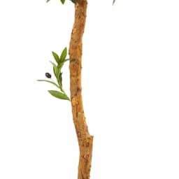 Nearly Natural 5.5 ft. Artificial Olive Topiary Tree - UV Resistant Indoor/Outdoor Faux Plant thumbnail 3