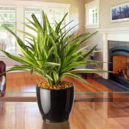 National Tree Company 10.5 in. Artificial Mini Dracaena Plant in Gloss Black Ceramic Pot thumbnail 4