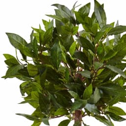 Nearly Natural Indoor Sweet Bay Mini Topiary Artificial Tree in White Grecian Ceramic Urn thumbnail 2
