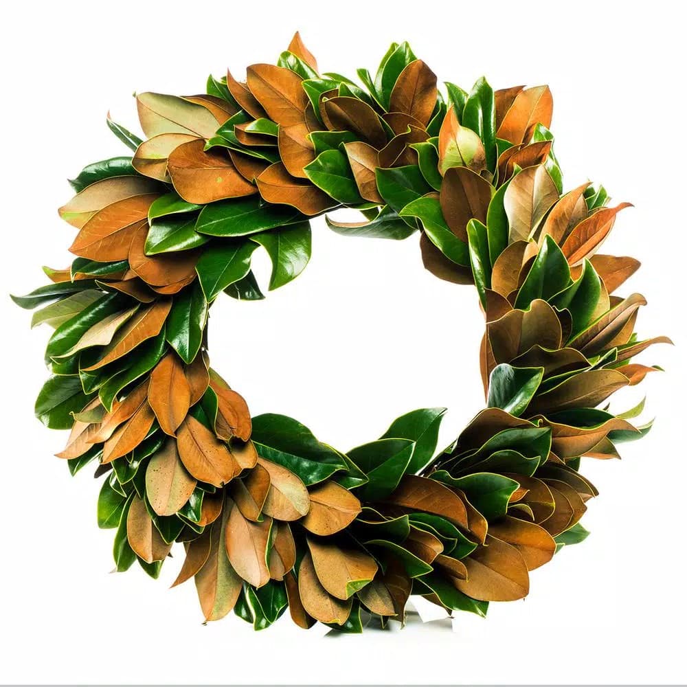 VAN ZYVERDEN 24 in. Fresh Magnolia Christmas Wreath - Natural Greenery