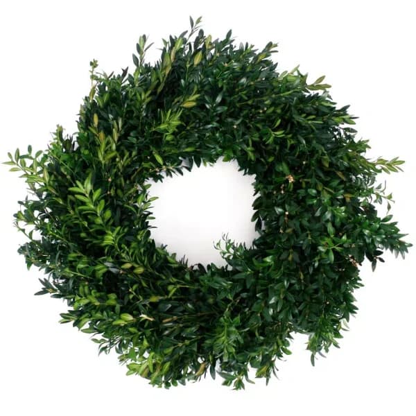 VAN ZYVERDEN 22 in. Live Fresh Cut Blue Ridge Mountain Boxwood Christmas Wreath