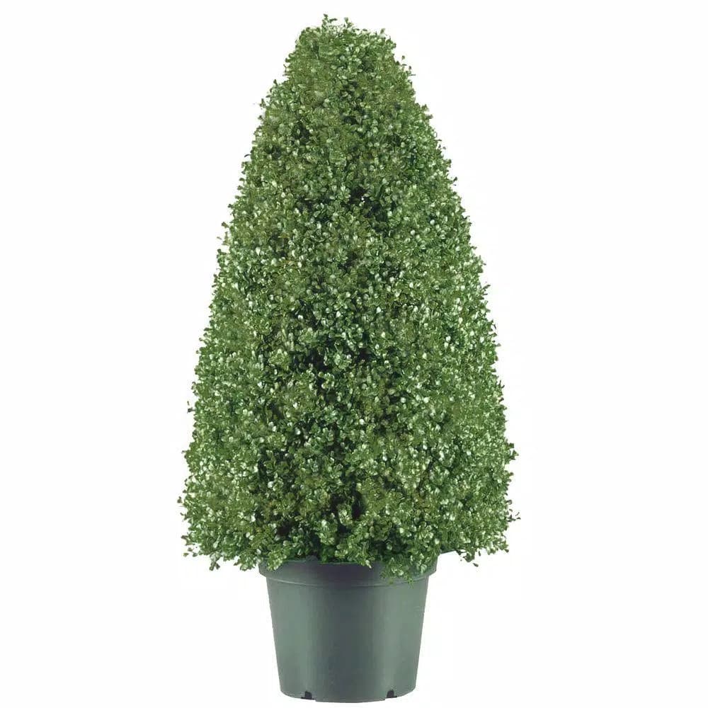 National Tree Company 30 in. Artificial Boxwood Tree in Dark Green Round Plastic Urn