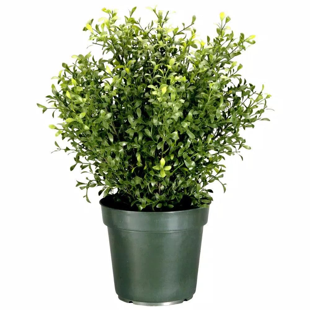 National Tree Company 30 in. Argentea Artificial Arborvitae Evergreen Bush in Green Round Growers Pot
